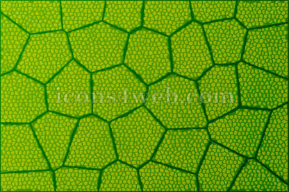 Microscope leaf background. Vascular structure of a leaf illustration. - Website icons